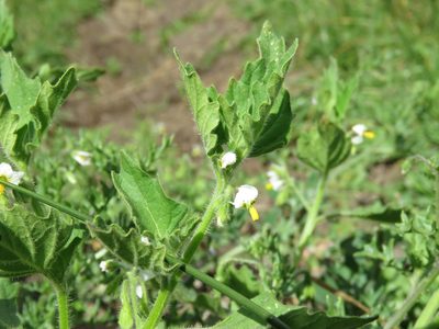 Solanum nitidibaccatum, photographed by Nicolas Olejnik