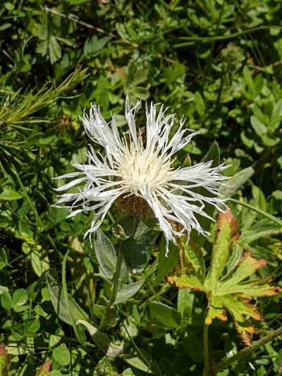 Centaurea uniflora, photographed by Denis Bastianelli