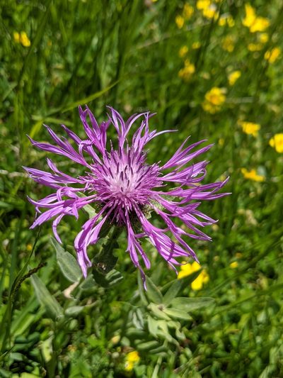 Centaurea uniflora, photographed by Denis Bastianelli