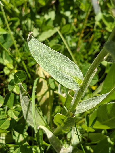 Centaurea uniflora, photographed by Denis Bastianelli