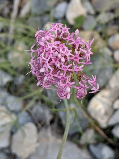 Valeriana nevadensis, photographed by Denis Bastianelli