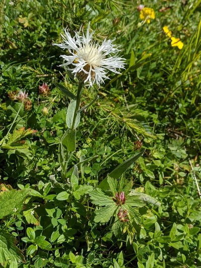 Centaurea uniflora, photographed by Denis Bastianelli