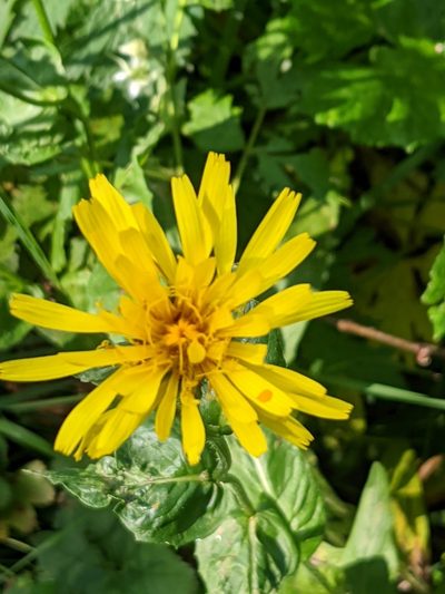 Crepis pyrenaica, photographed by Denis Bastianelli