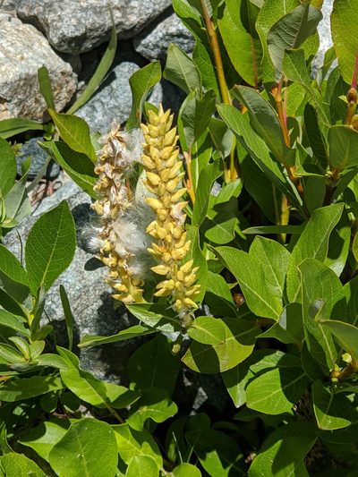 Salix hastata, photographed by Denis Bastianelli