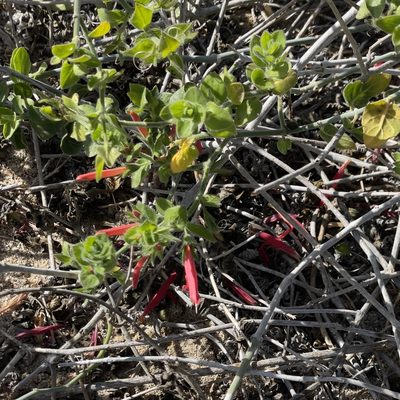 Justicia purpusii, photographed by Bill Levine