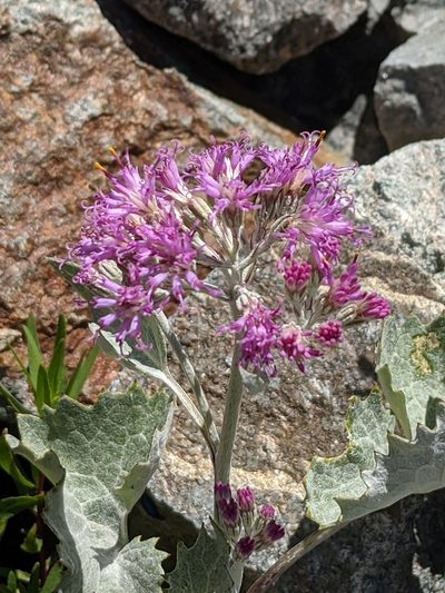 Adenostyles leucophylla, photographed by Denis Bastianelli