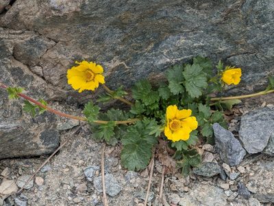 Geum reptans, photographed by Denis Bastianelli
