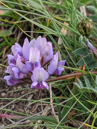 Oxytropis helvetica, photographed by Denis Bastianelli