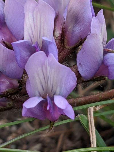 Oxytropis helvetica, photographed by Denis Bastianelli