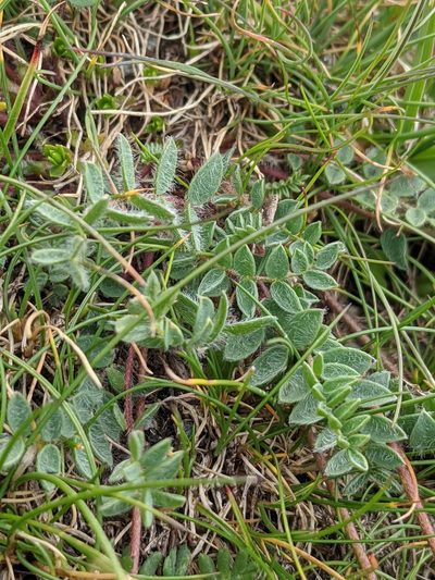 Oxytropis helvetica, photographed by Denis Bastianelli