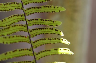 Nephrolepis exaltata, photographed by brycelee