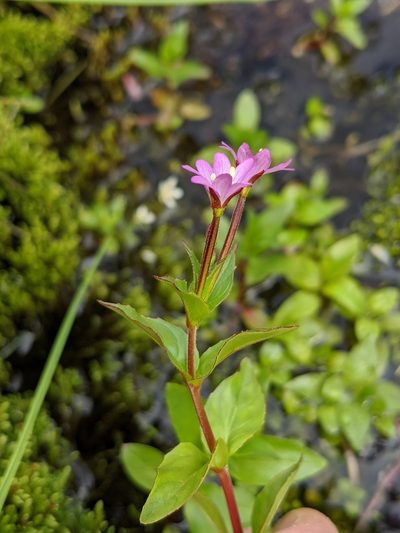 Epilobium alsinifolium, photographed by Denis Bastianelli