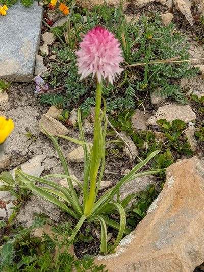Gymnadenia corneliana, photographed by Denis Bastianelli
