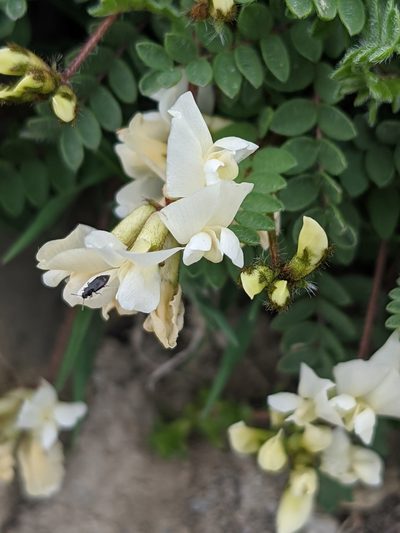 Oxytropis helvetica, photographed by Denis Bastianelli