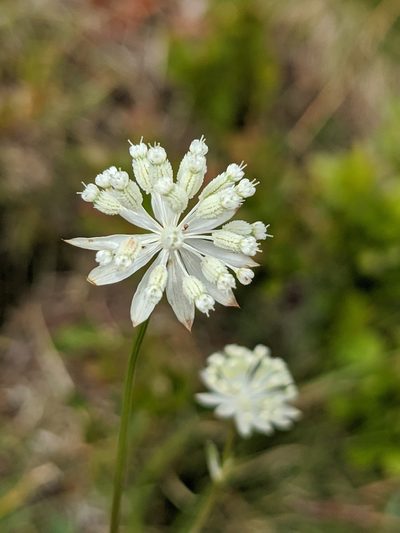 Astrantia minor, photographed by Denis Bastianelli