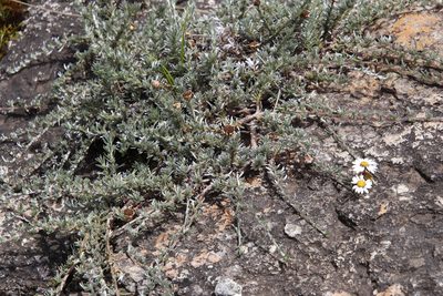Eumorphia prostrata, photographed by Tony Rebelo
