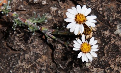 Eumorphia prostrata, photographed by Tony Rebelo