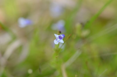 Lindernia grandiflora, photographed by brycelee