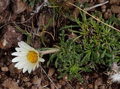 Roessleria armerioides, photographed by Tony Rebelo