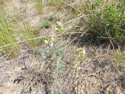 Astragalus sclerocarpus, photographed by dougbrown