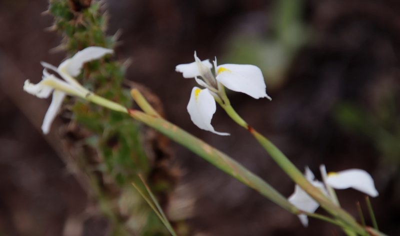 Moraea albicuspa, photographed by Tony Rebelo