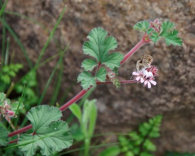 Pelargonium capituliforme, photographed by Tony Rebelo