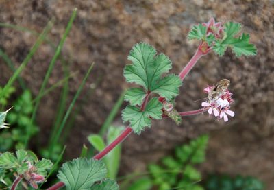 Pelargonium capituliforme, photographed by Tony Rebelo