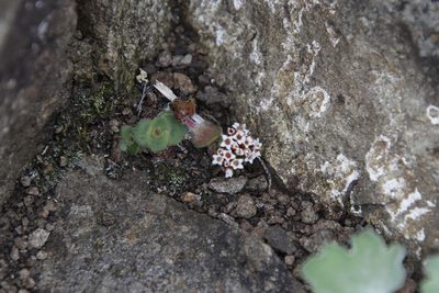 Crassula natalensis, photographed by Tony Rebelo