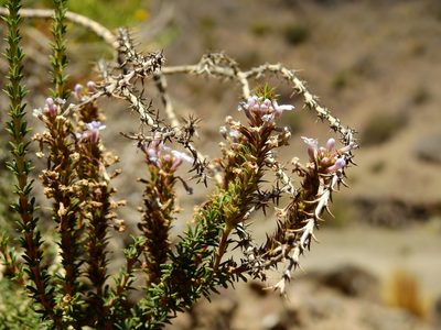 Mulguraea asparagoides, photographed by Guillermo Debandi