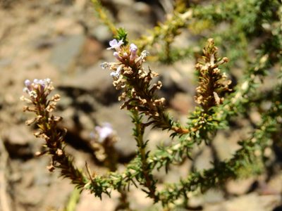 Mulguraea asparagoides, photographed by Guillermo Debandi