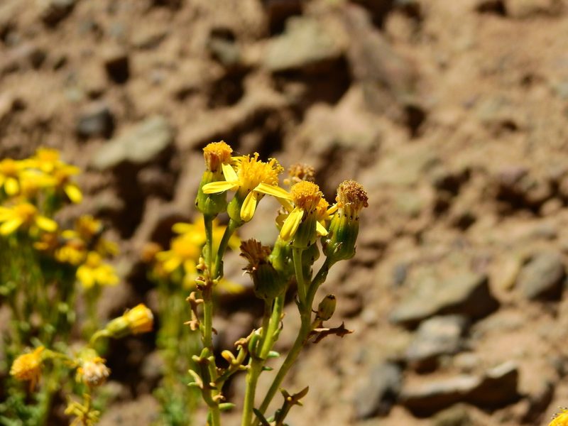 Senecio uspallatensis, photographed by Guillermo Debandi