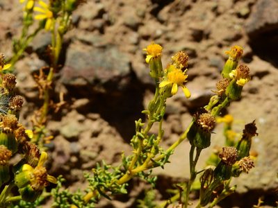 Senecio uspallatensis, photographed by Guillermo Debandi