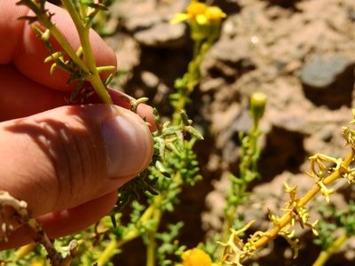 Senecio uspallatensis, photographed by Guillermo Debandi