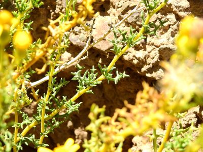 Senecio uspallatensis, photographed by Guillermo Debandi
