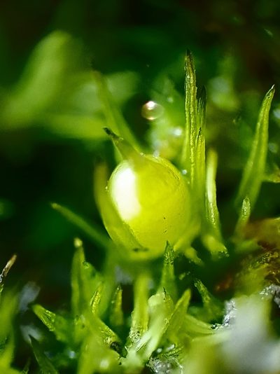 Weissia angustifolia, photographed by Jonathan Hughes