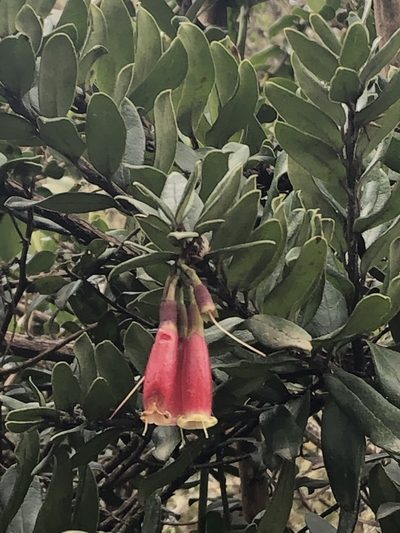 Siphonandra elliptica, photographed by Jared Shorma