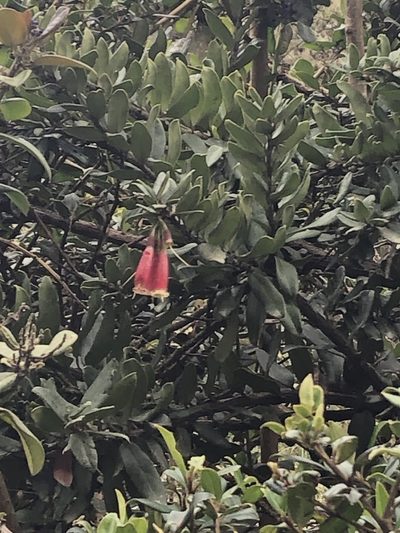 Siphonandra elliptica, photographed by Jared Shorma