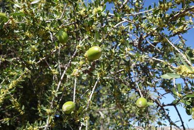 Sideroxylon spinosum, photographed by agujaceratops
