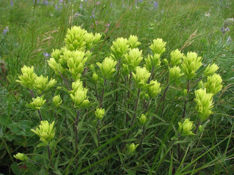 Castilleja lutescens, photographed by Todd Boland
