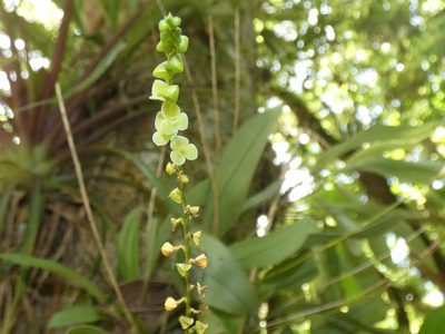 Stelis argentata, photographed by Kai Squires