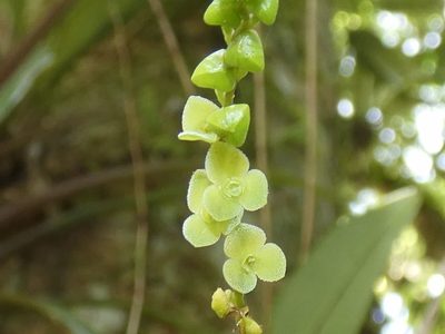 Stelis argentata, photographed by Kai Squires