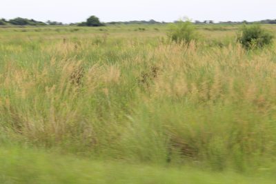 Sorghastrum setosum, photographed by demianlescano