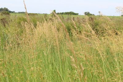Sorghastrum setosum, photographed by demianlescano