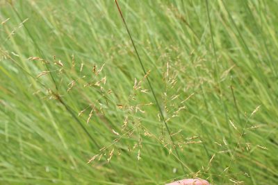 Sorghastrum setosum, photographed by demianlescano