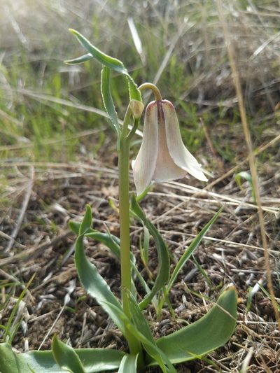 Fritillaria striata, photographed by Jonathan Vaughn