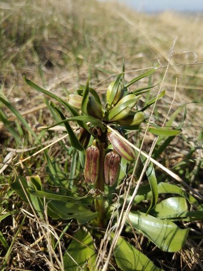 Fritillaria striata, photographed by Jonathan Vaughn