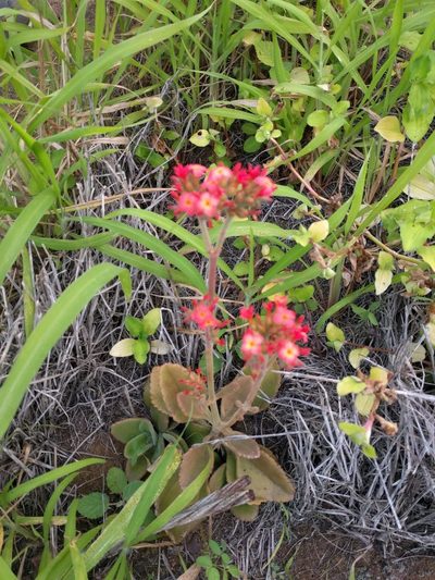 Kalanchoe lateritia, photographed by Kevin Faccenda