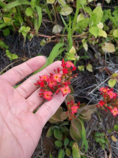 Kalanchoe lateritia, photographed by Kevin Faccenda