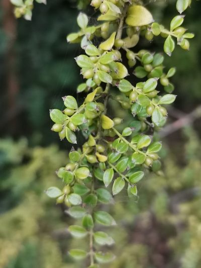 Lepidoceras chilense, photographed by Inao Vasquez