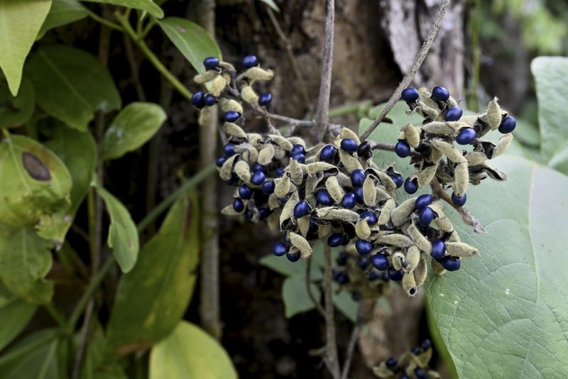 Rhynchosia acuminatissima, photographed by garywwilson
